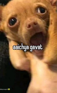 a small dog sticking its tongue out with the caption aaichya gavat