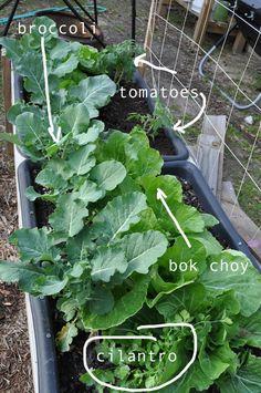 an image of a garden with plants growing in the soil and labeled names on it