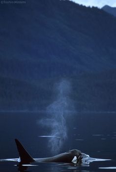 an orca swimming in the water at night