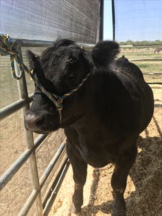 a black cow tied up to a fence