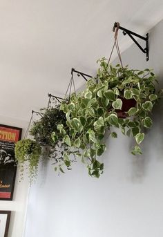 some plants are hanging on the wall