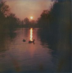 two ducks floating on top of a lake under a setting sun in the distance with trees around them