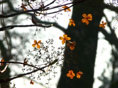 yellow flowers are growing on the branches of a tree