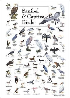 a poster with birds on it that says sanibel and captiva birds in english