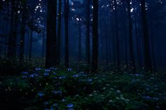 the forest is full of blue flowers at night