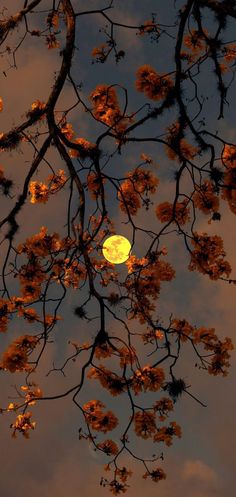 the full moon is seen through the branches of a tree at dusk in this photograph