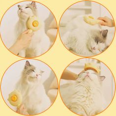 four pictures of a white cat playing with a yellow toy and chewing on it's tail