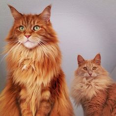 two fluffy cats sitting next to each other