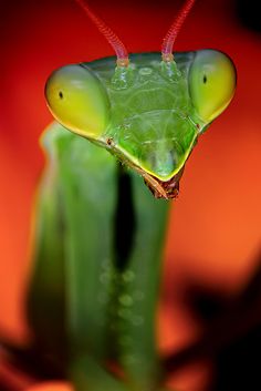 a close up of a green grasshopper on a red background with its eyes closed