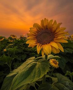 a large sunflower standing in the middle of a field