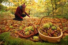 a woman kneeling down next to a basket filled with acorns in the woods