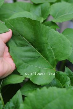 a hand is picking leaves from a plant