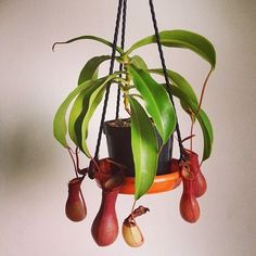 a potted plant hanging from the ceiling