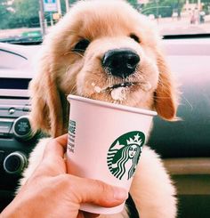 a person holding a starbucks cup in their hand while sitting in a car with a dog