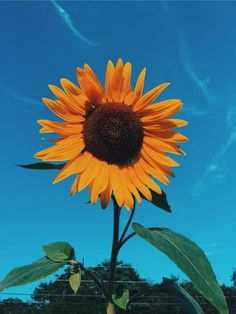 a large yellow sunflower in front of a blue sky