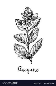 an oregano plant with leaves and flowers hand drawn sketch on white background stock illustration