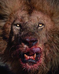 León, Leones, Lion, Big cat, Animal, Naturaleza Most Dangerous Animals, Angry Animals, The Lion Sleeps Tonight, Lion Photography, Lions Photos, Lion King Art, Lion Images, Dangerous Animals