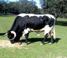 a black and white cow eating grass in a field