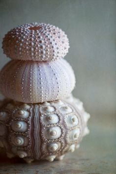 three seashells stacked on top of each other, one is white and the other is pink