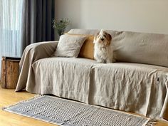 a small dog sitting on top of a couch next to a rug and window sill