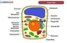 an animal cell diagram with labels on it