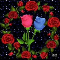 two red and one blue roses are arranged in a circle on a black background with stars