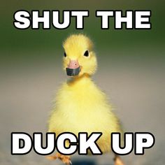 a small yellow duck with the words shut the duck up on it's face