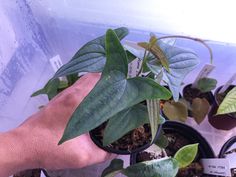 a hand holding a potted plant with green leaves