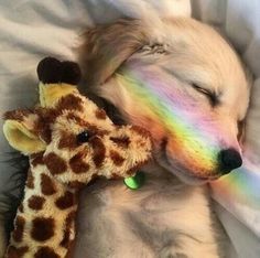 a dog sleeping next to a stuffed giraffe on a bed with it's eyes closed