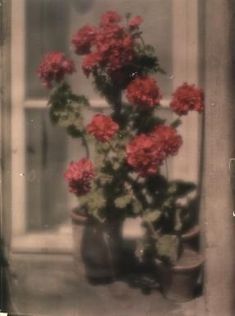 red carnations are in pots on the window sill, and one is blooming