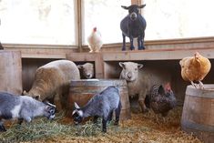 there are many animals in the barn eating hay and drinking from buckets with chickens on them