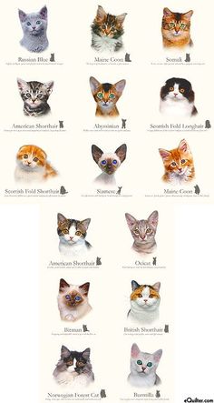 an image of cats with different colors and names on it's back side, all looking at the same direction