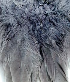 an image of feathers that are gray and white