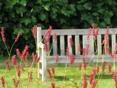 a wooden bench sitting in the middle of a field next to grass and trees with red flowers growing on it