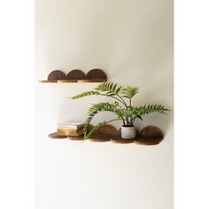 three wooden shelves with plants and books on them