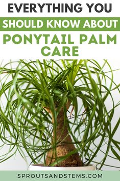 a potted plant with the words everything you should know about ponytail palm care