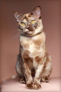 a cat is sitting down and looking at the camera