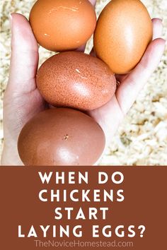 hand holding fresh brown eggs Americana Chickens, What To Feed Chickens, Brahma Chicken, Egg Laying Chickens, Urban Chickens, Red Chicken, Laying Hens