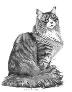 a pencil drawing of a cat sitting on the ground with long hair in front of it