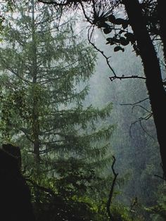 trees in the woods with rain coming down on them and one person holding an umbrella