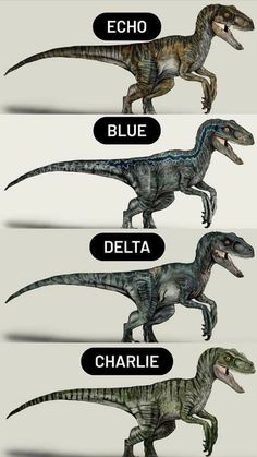 four different types of dinosaurs with the names in each one's language, including blue, delta, charile and echo