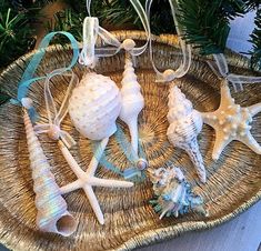 sea shells and seashells are hanging from a christmas ornament on a tray