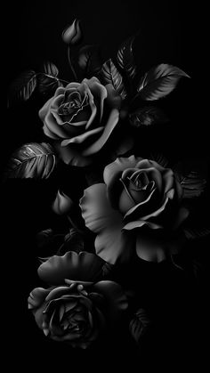 black and white photograph of three roses