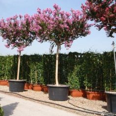 three large potted trees in front of a hedge lined with pink flowers on either side of them