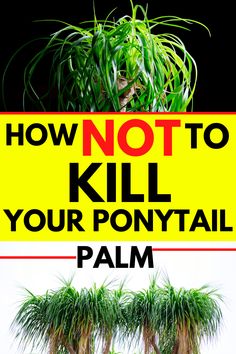 a sign that says, how not to kill your ponvytail palm?