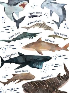 an image of different types of sharks