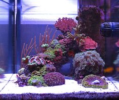 an aquarium filled with lots of different types of corals and seaweed in it