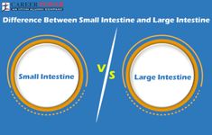 Small Intestine: Absorbs nutrients, longer, has villi. Large intestine: Absorbs water, shorter, forms and stores feces. Sigmoid Colon, Human Digestive System, Small Intestine, Cells And Tissues, The Digestive System, Food For Digestion, Fat Soluble Vitamins, Gut Bacteria, Body Tissues