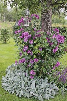 purple flowers are blooming in the garden next to a tree