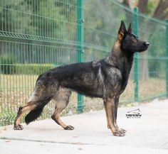 a black and brown dog standing on top of a sidewalk next to a green fence